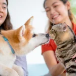 Pets and Pet Care