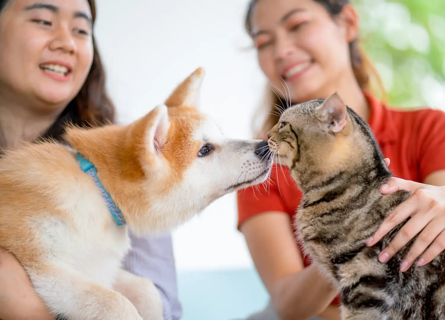 Pets and Pet Care